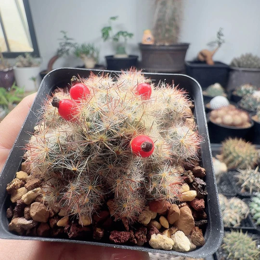 实生松霞群生仙人球