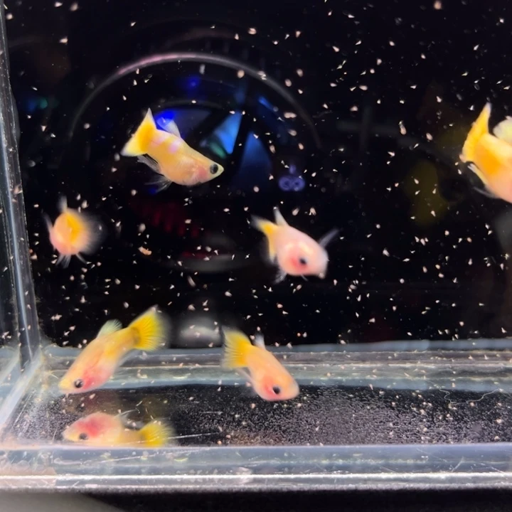 孔雀鱼黄金玻璃猫球3对
