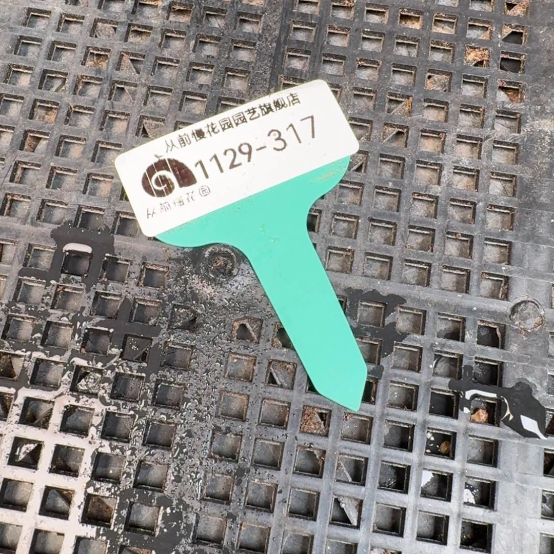 从前慢多肉精选编号1129.317