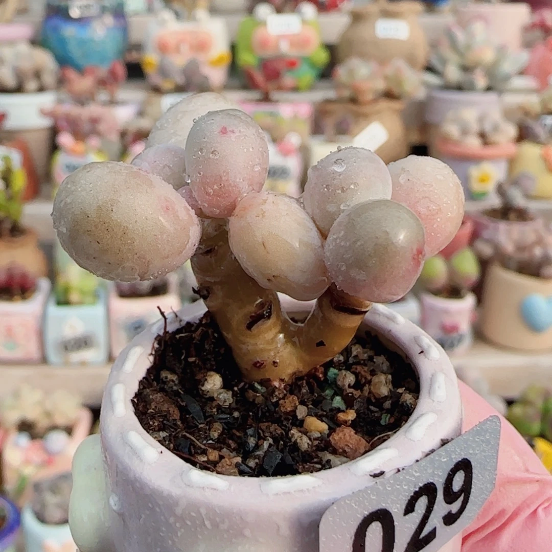 双头小蛋黄奶 盆口2.5cm