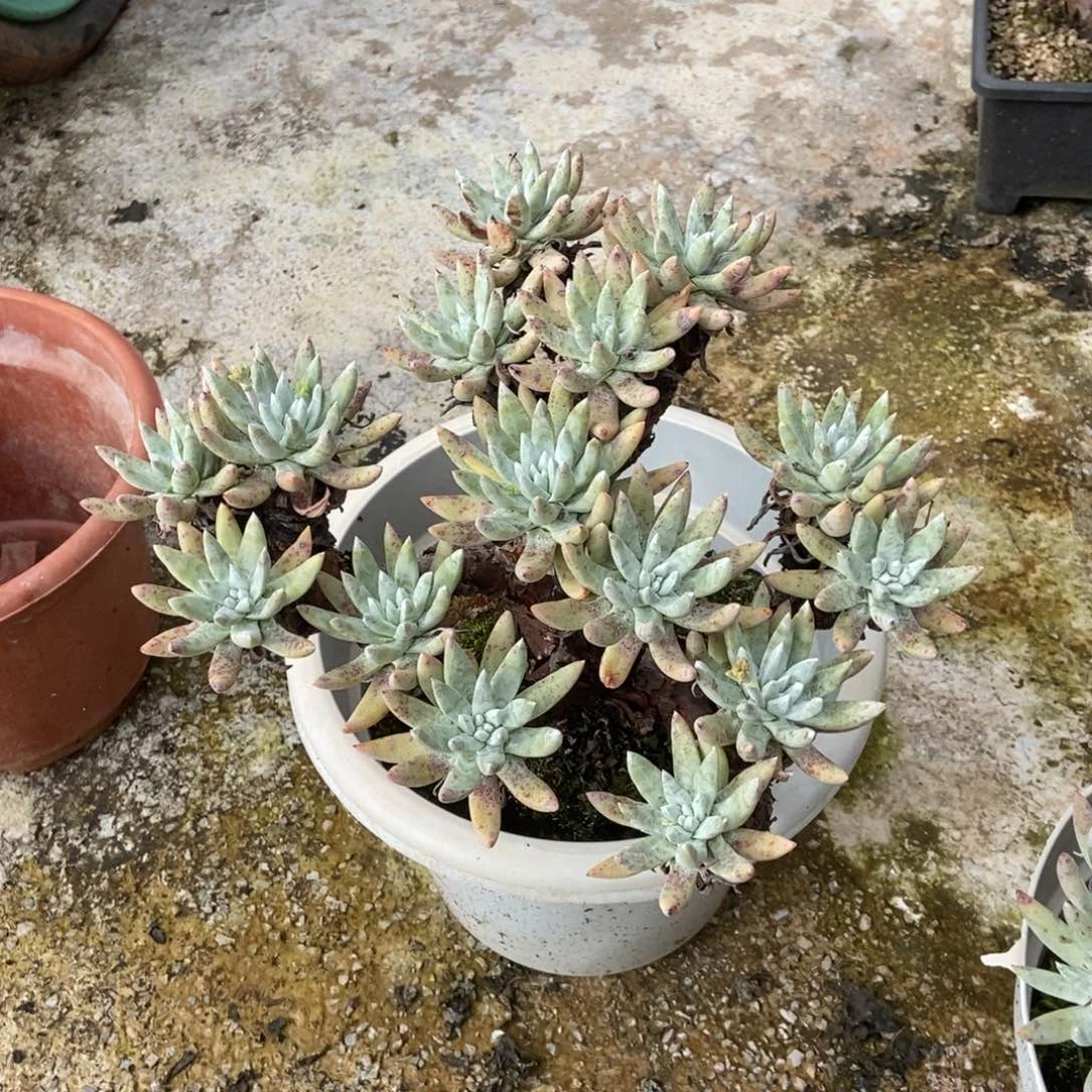 文森特多肉植物啦啦啦