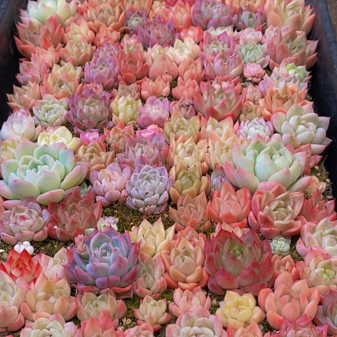 163多肉植物保护研究所所长助理研究员等