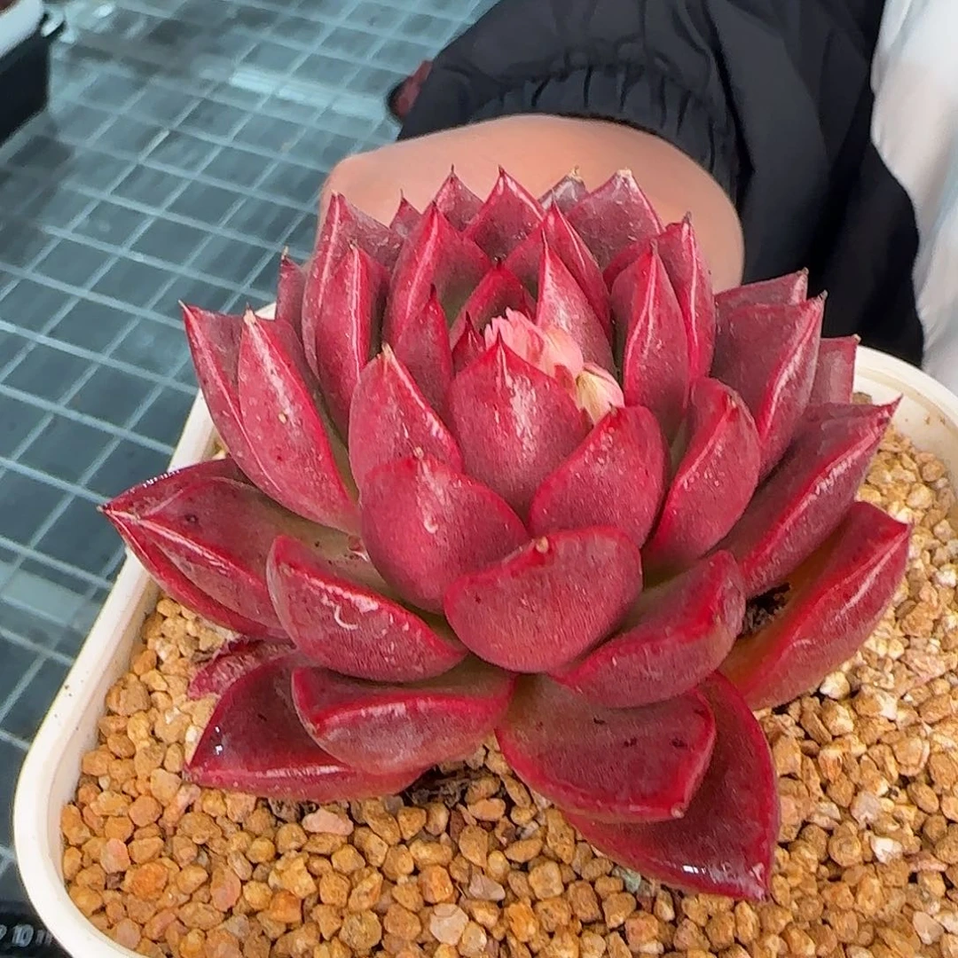 从前慢甄选多肉编号单头尖叶粉钻