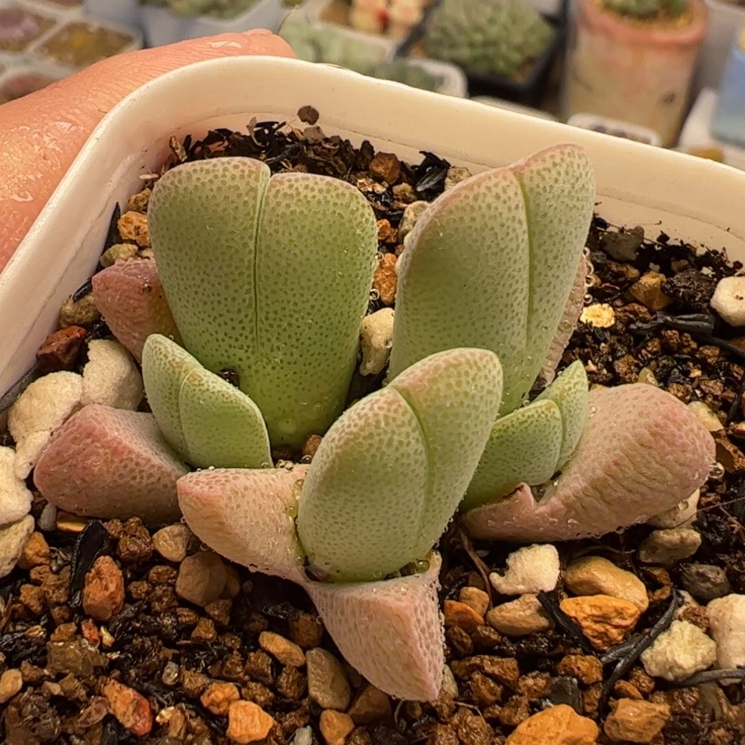 036多肉植物百科