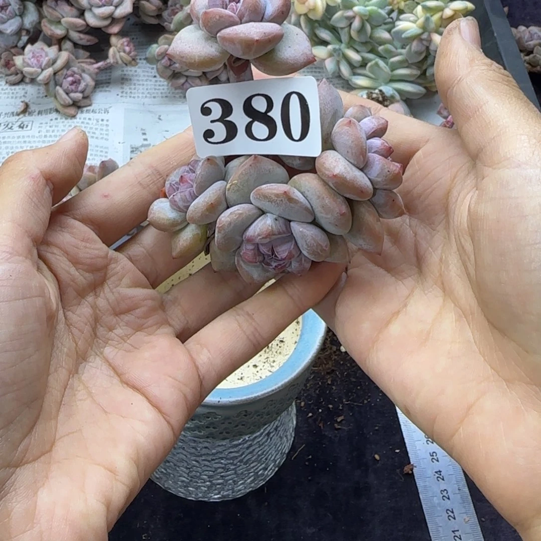 星影5头无根一物一拍380