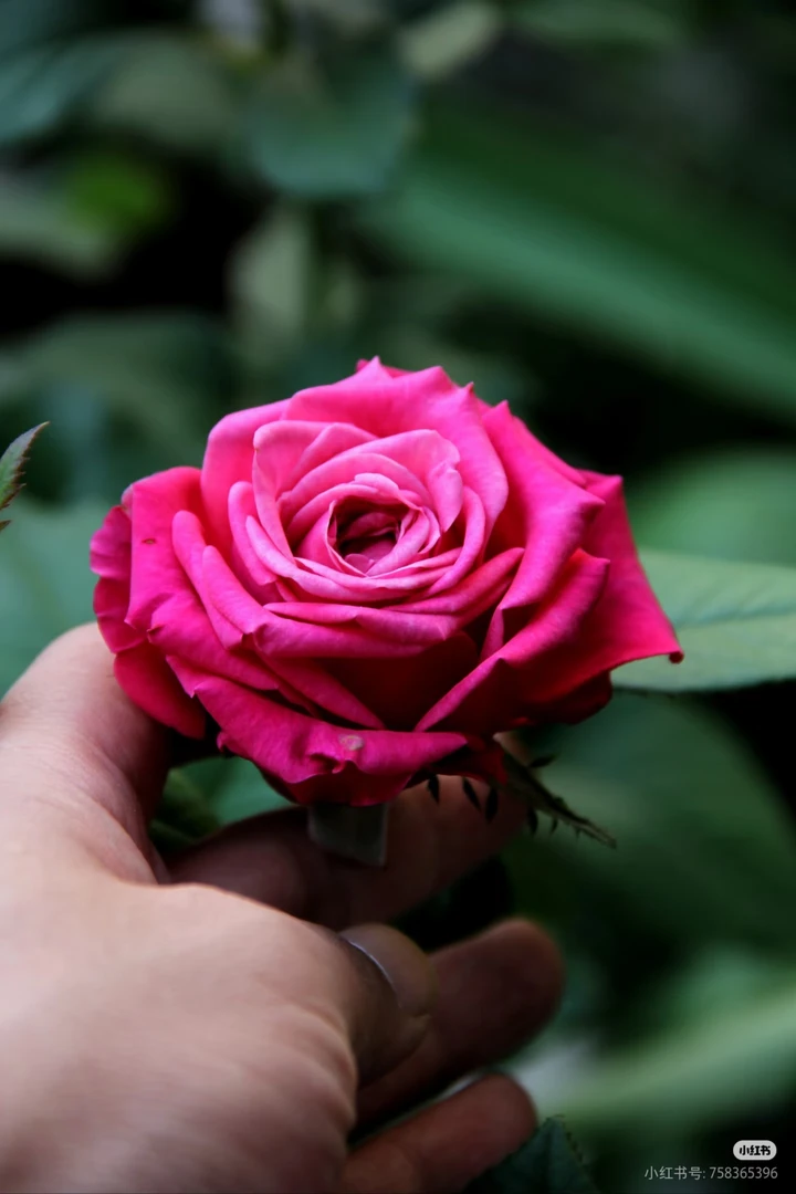 【苏珊】超直立的梅紫色切花耐热耐淋新老花友必有品种玫瑰花鲜花