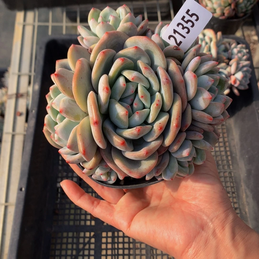 21355多头一个嗯嗯嗯嗯