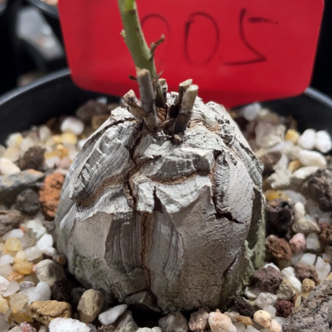 南非龟甲龙 一物一拍