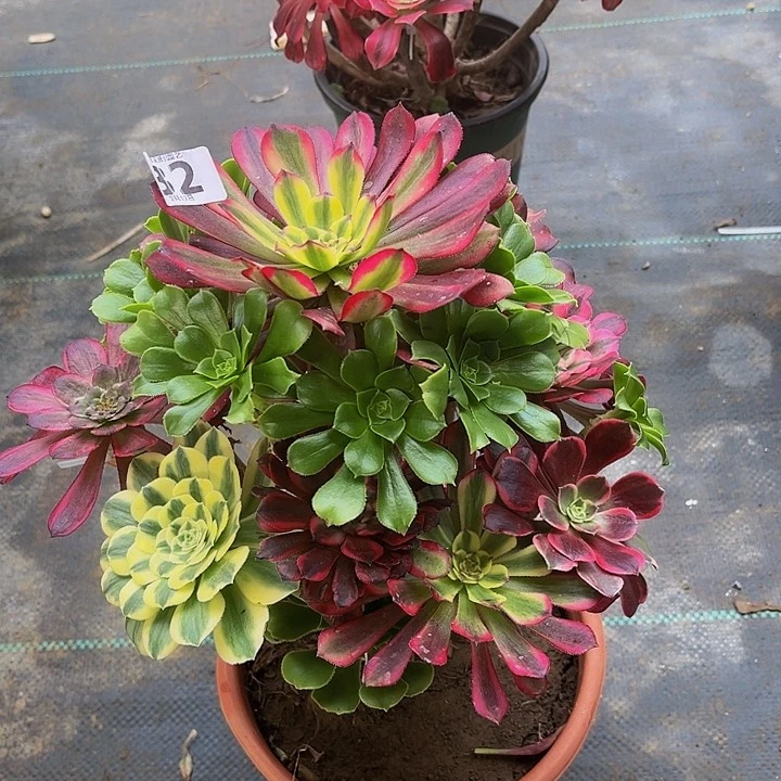 嫁接法师的322222