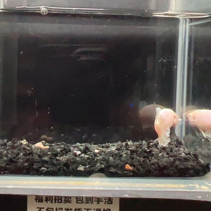 斗鱼竞拍跑单拉黑23日母鱼