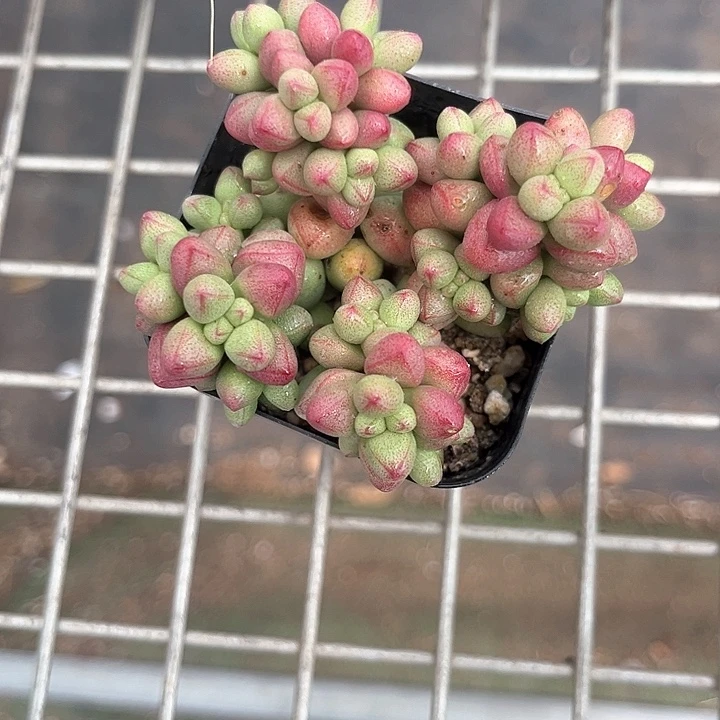 我也不知道我为什么要这样