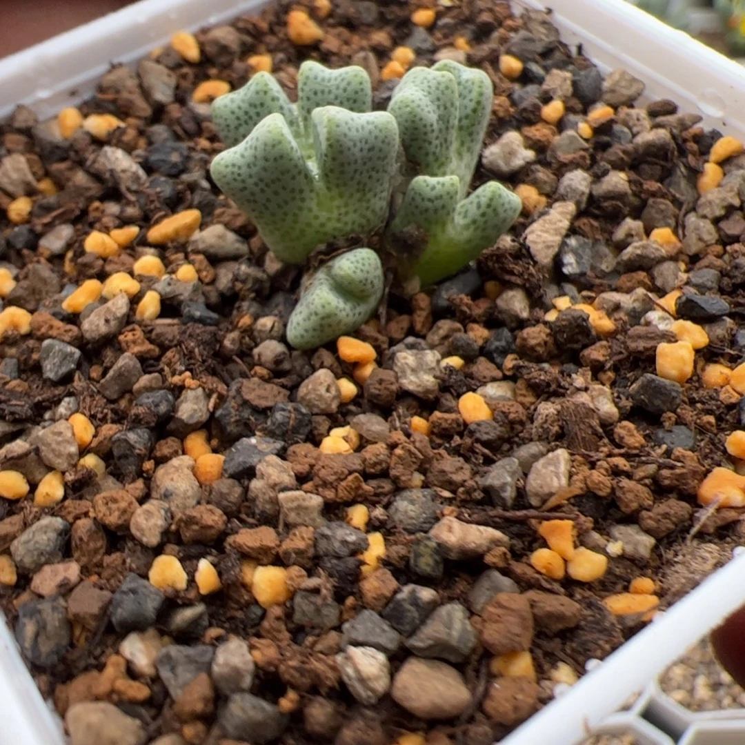9.24大鹿角多肉植物222