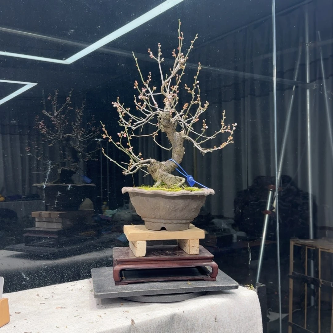 福**盛花卉苗木花卉苗木