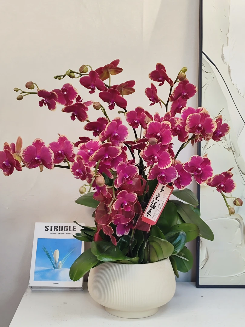 蝴蝶兰 【金拉菲】真花 秋冬耐寒花卉 四季开花 多样性发货