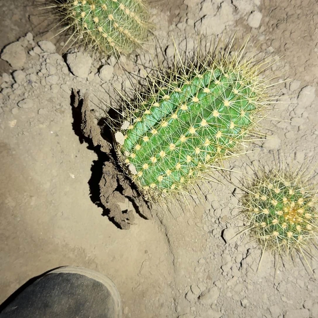 *****白牡丹仙人球开花球球