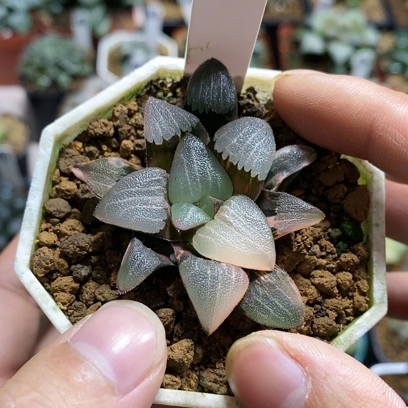 【闪购商品】370春春