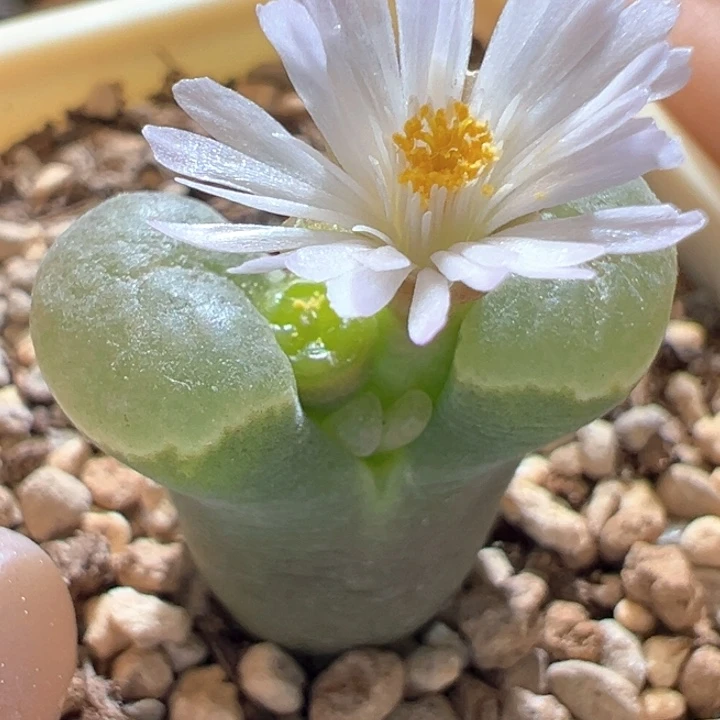 361。 优选双花banke磁铁