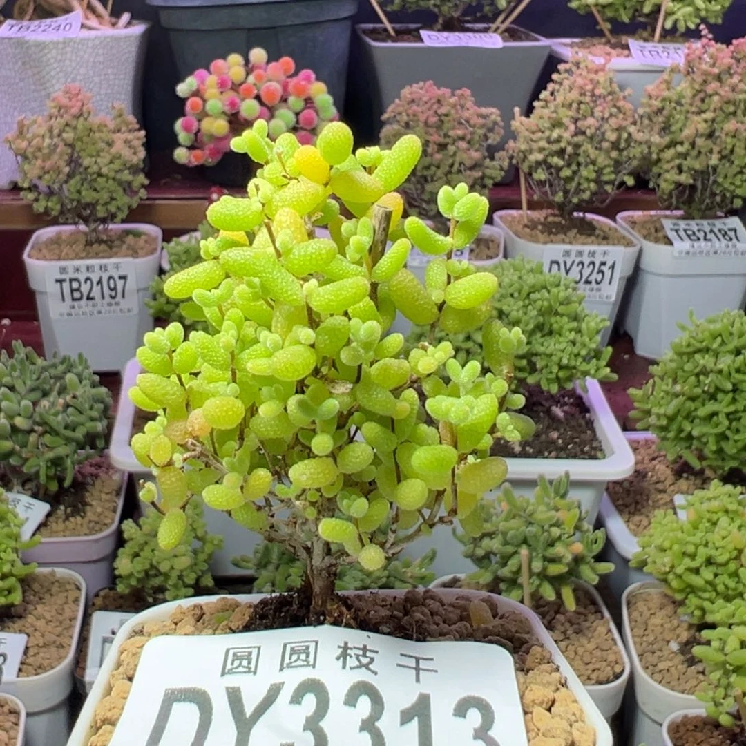 3313蜜橘糖球圣诞树
