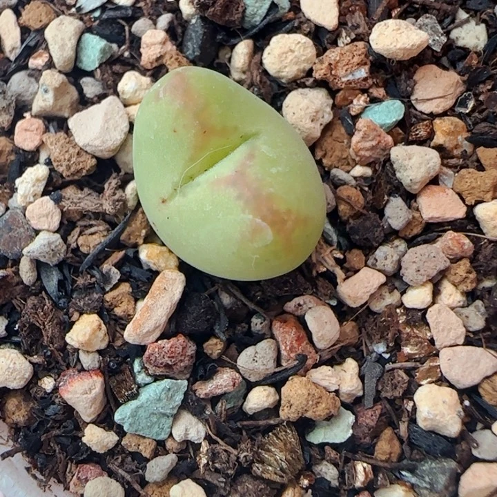 多肉植物肉锥特特特17号