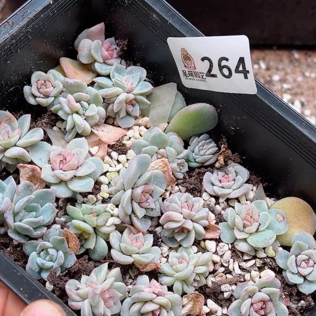 小*婆多肉植物多肉植物