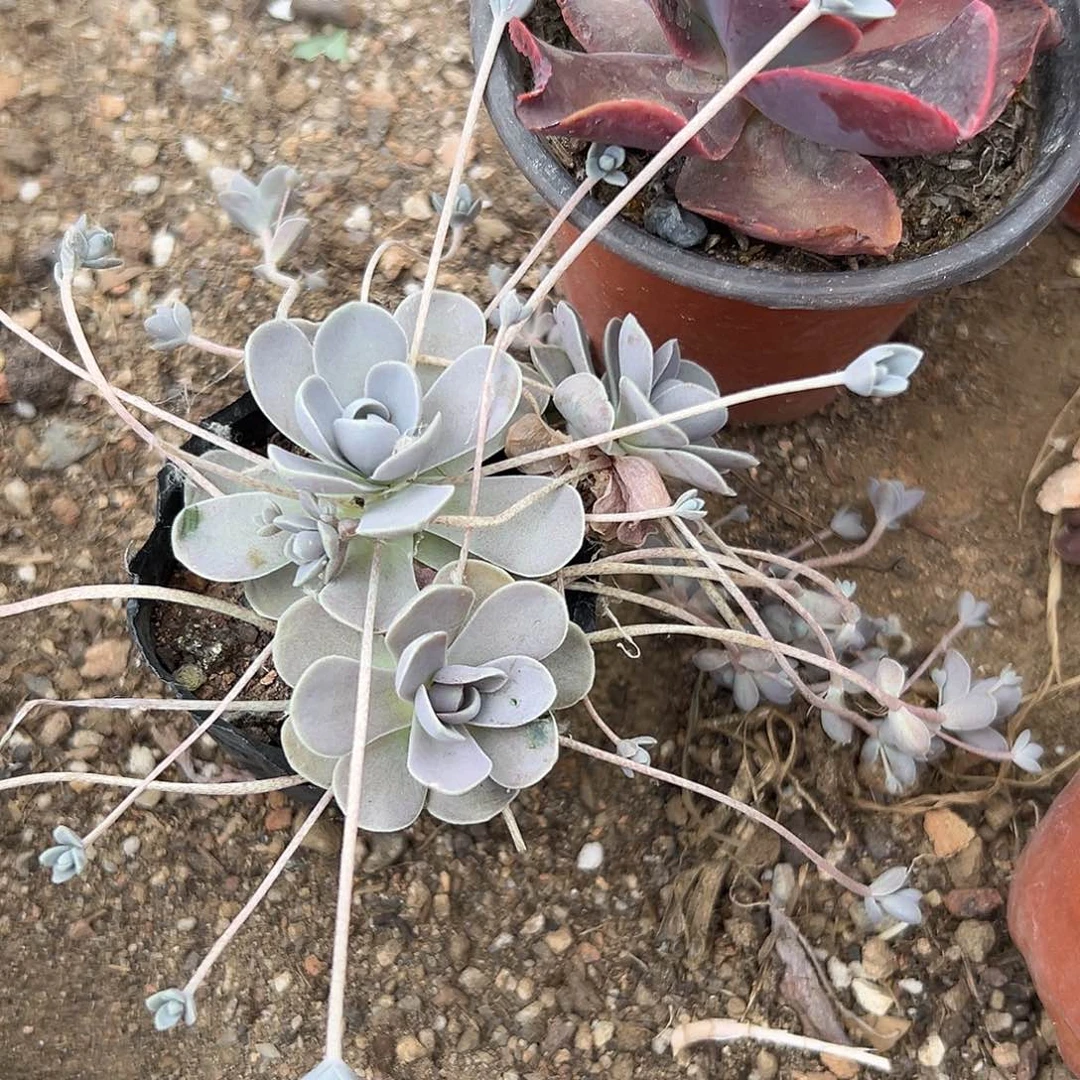 子持莲花多注意中央音乐学院