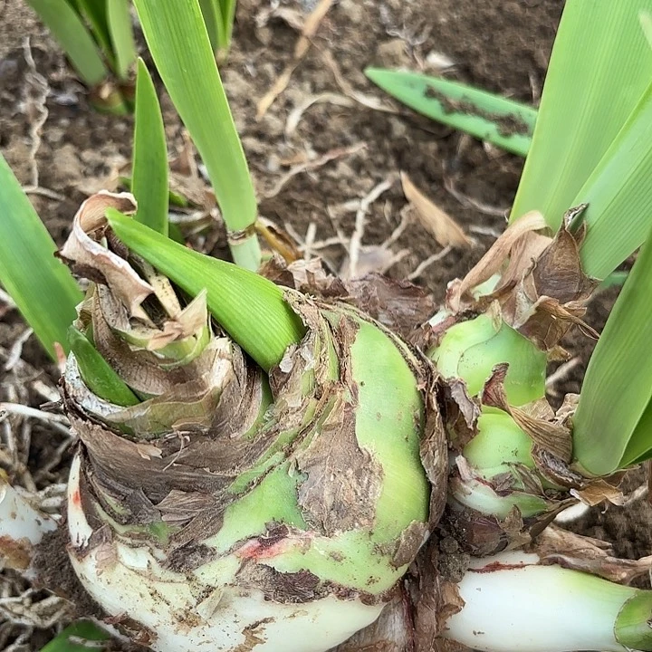 Y***风甜蜜有标包对版带花剑