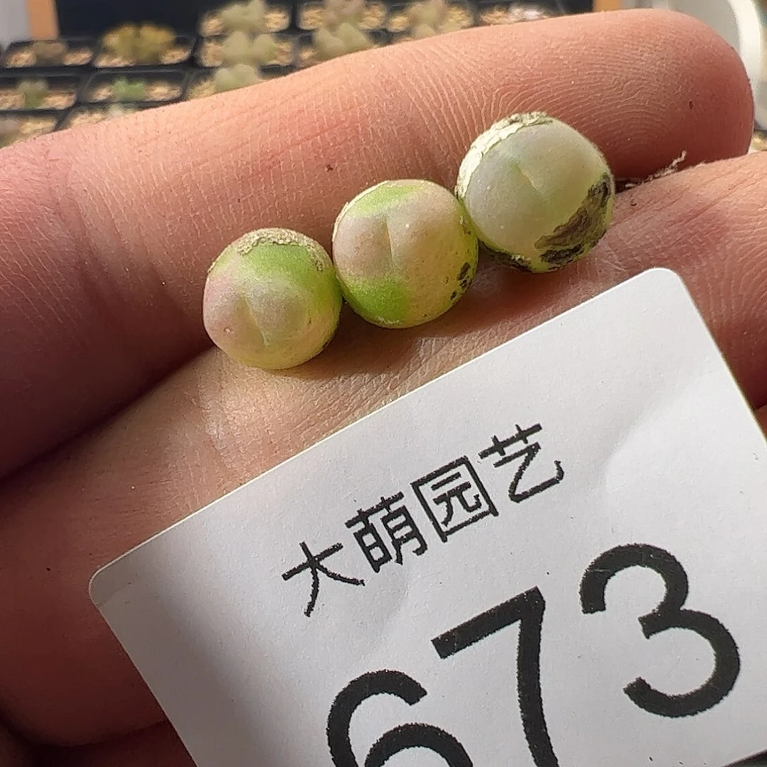 一物一拍默认微瑕，673