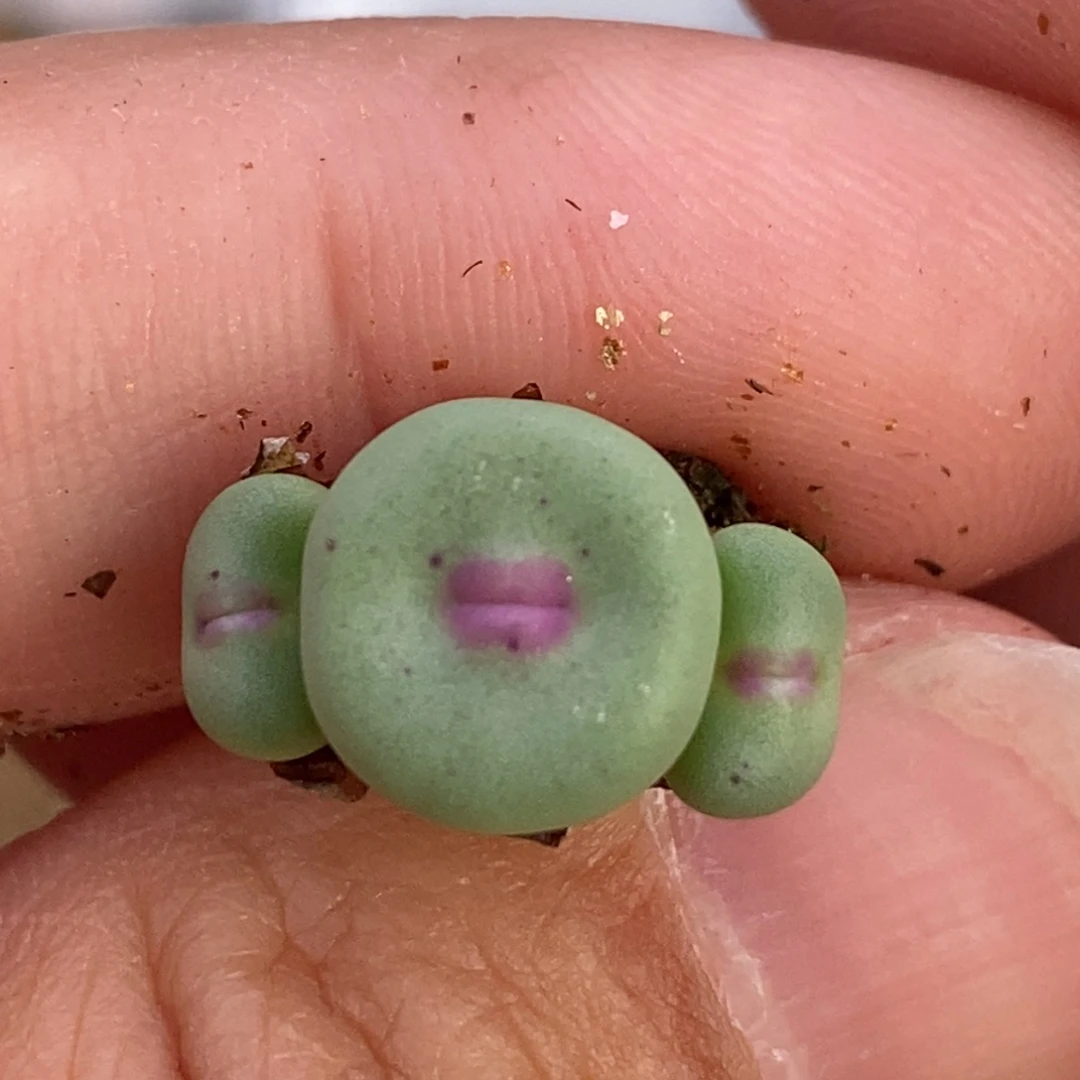 三头ssg0094编号红嘴