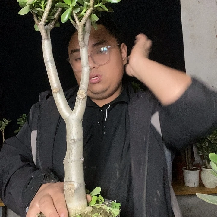 就***紫老桩玉树一物一拍