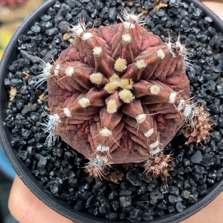 霸王龙 米哈仙人球