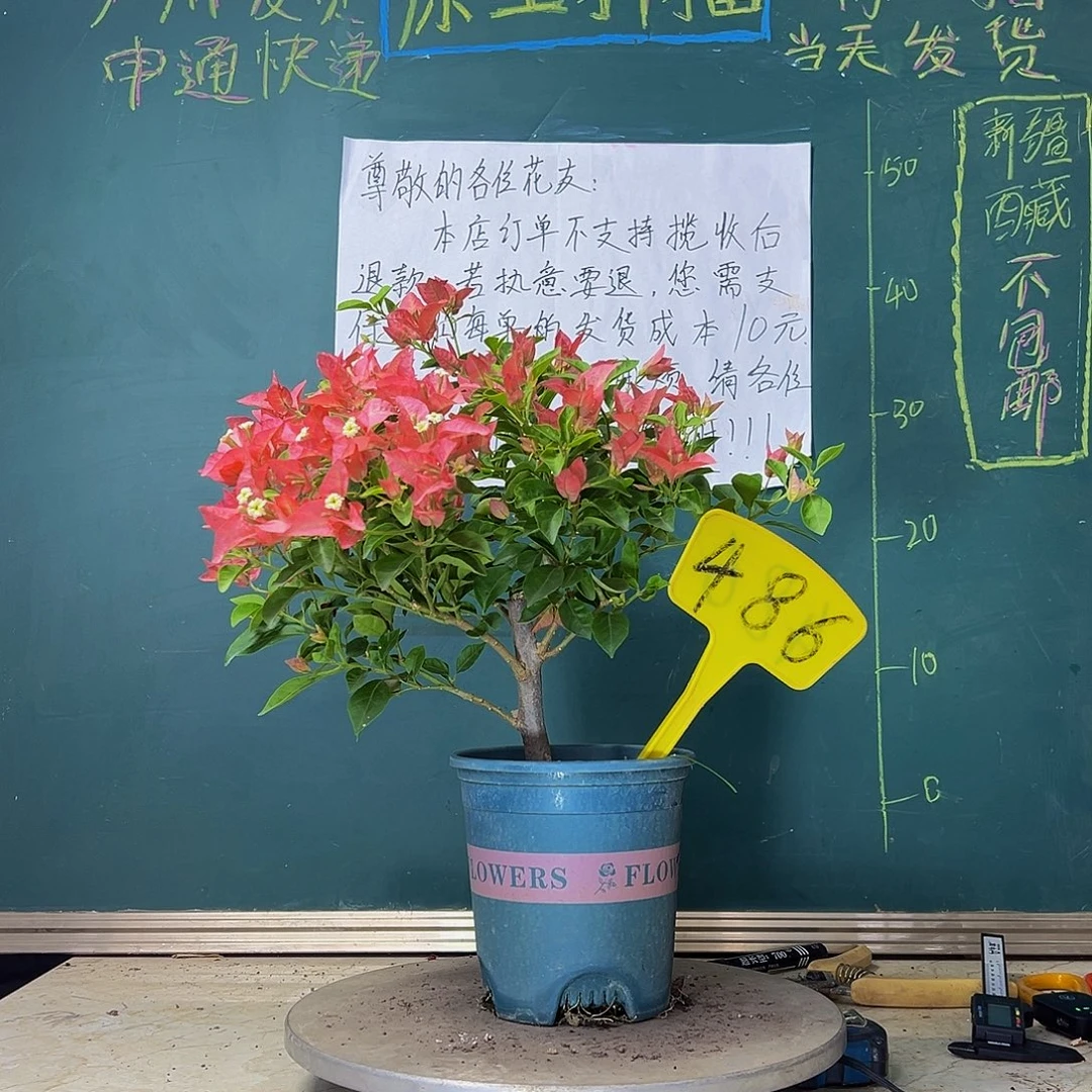 当前无花栽培后可以开花卡亚塔486