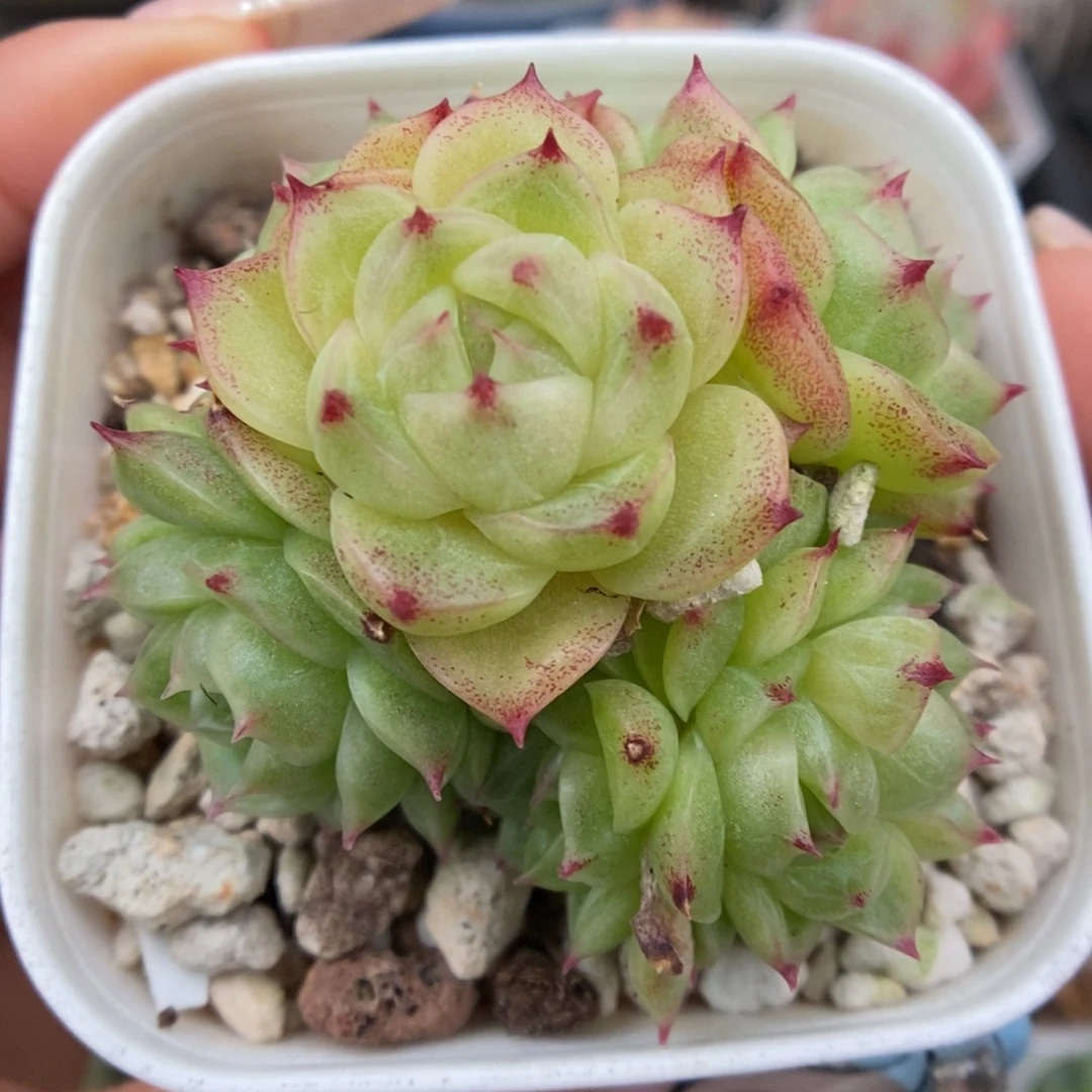 蜜蜡麦秆群生213号