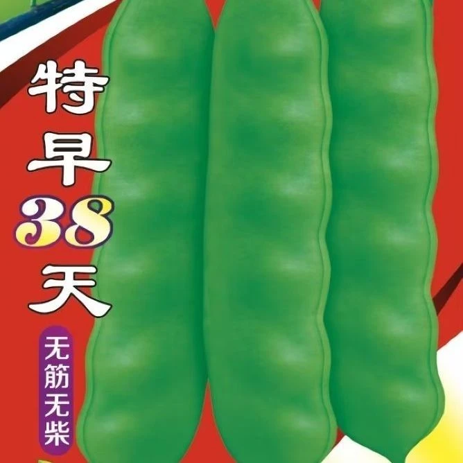 特早38天高产抗病无筋无柴大油豆角种子东北特产