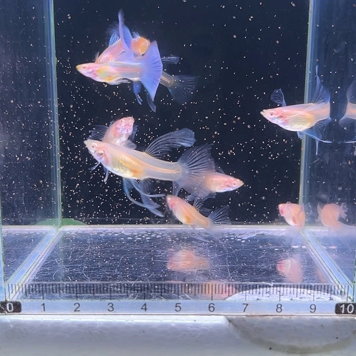 孔雀鱼蓝白c7母3公有一条公微微开衩