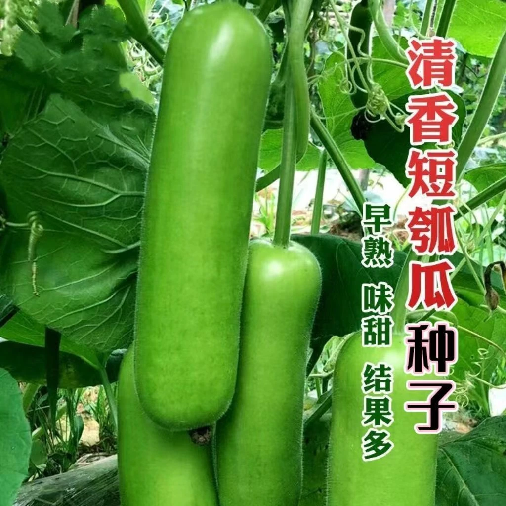 【短瓠瓜种子】清香农家短蒲瓜种籽甜瓠子瓜菜葫芦短棒蔬菜