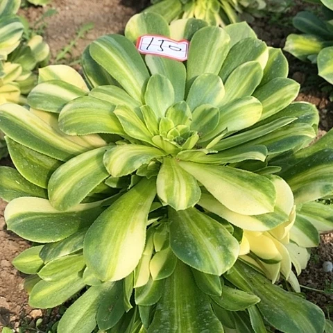 翡翠五彩琉璃160开会