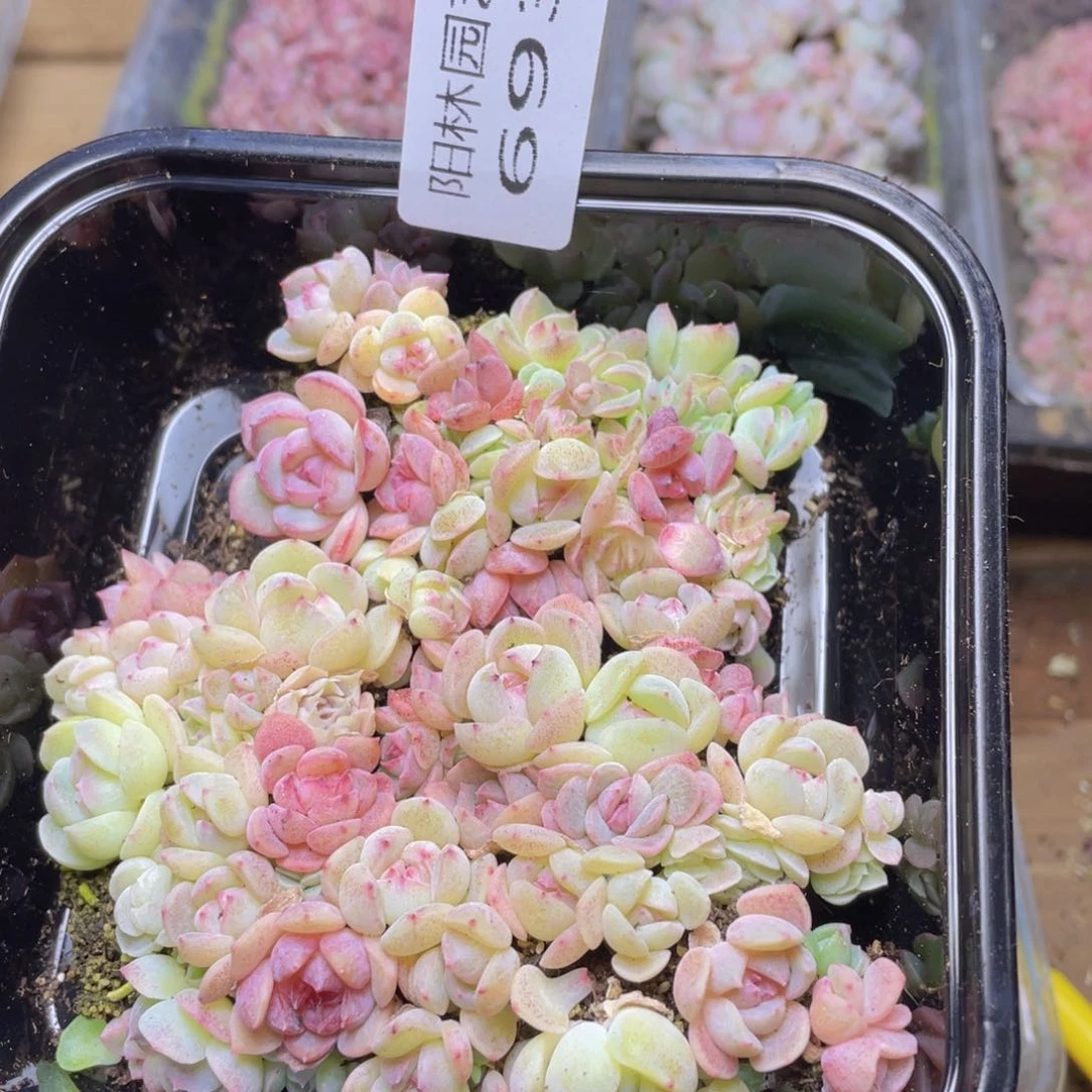 多肉植物多肉植物693