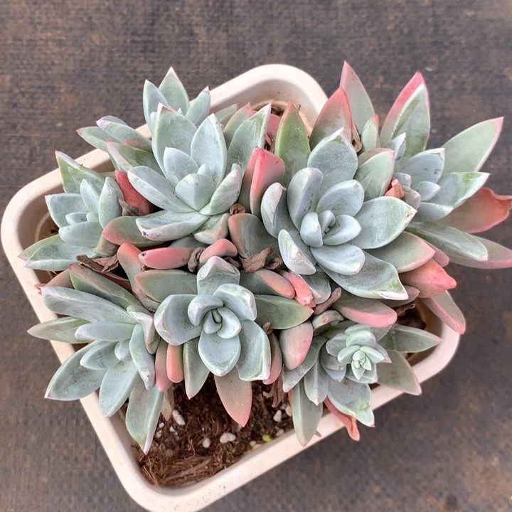 泡芙杂，多肉植物