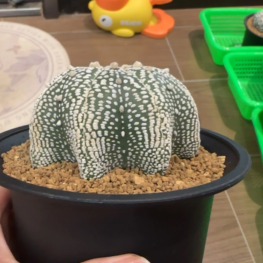 无花朵细****.7.3公分高腿海星