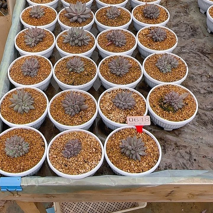 P***酱虞美人26颗648多肉植物