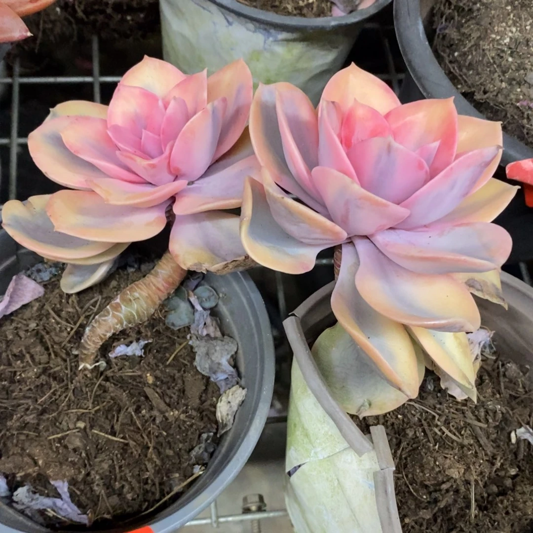 彩虹单头老桩两盆