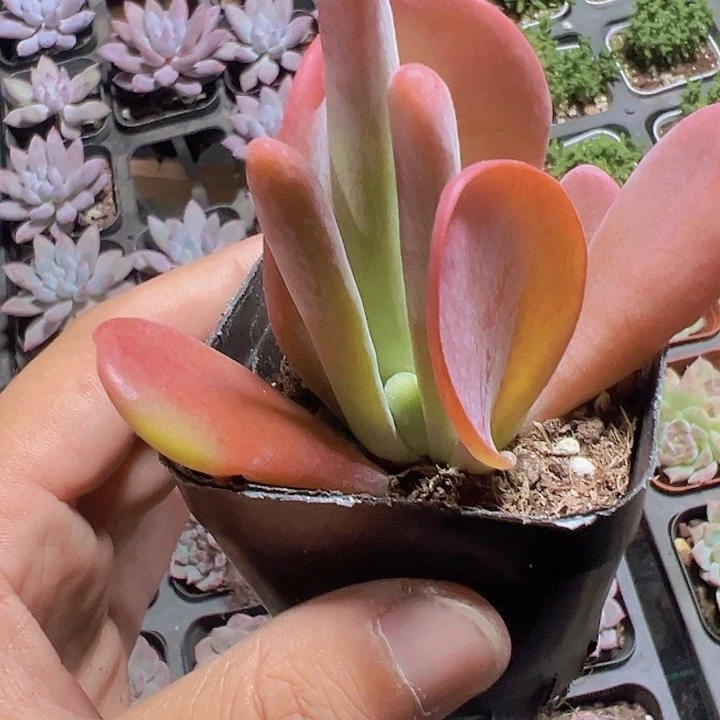 火狐狸精品多肉植物大战