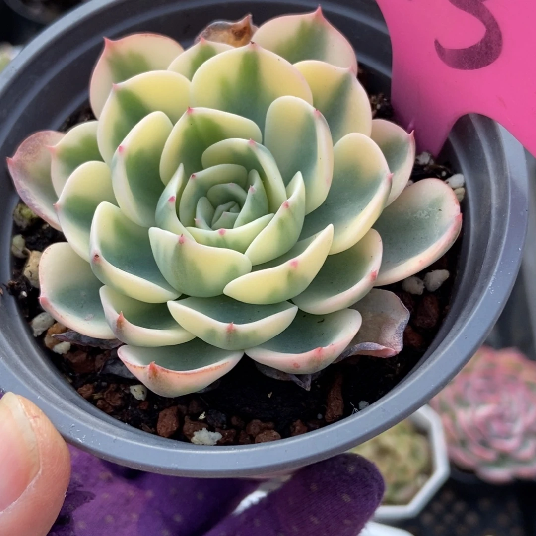 113玉蝶锦多肉植物多肉