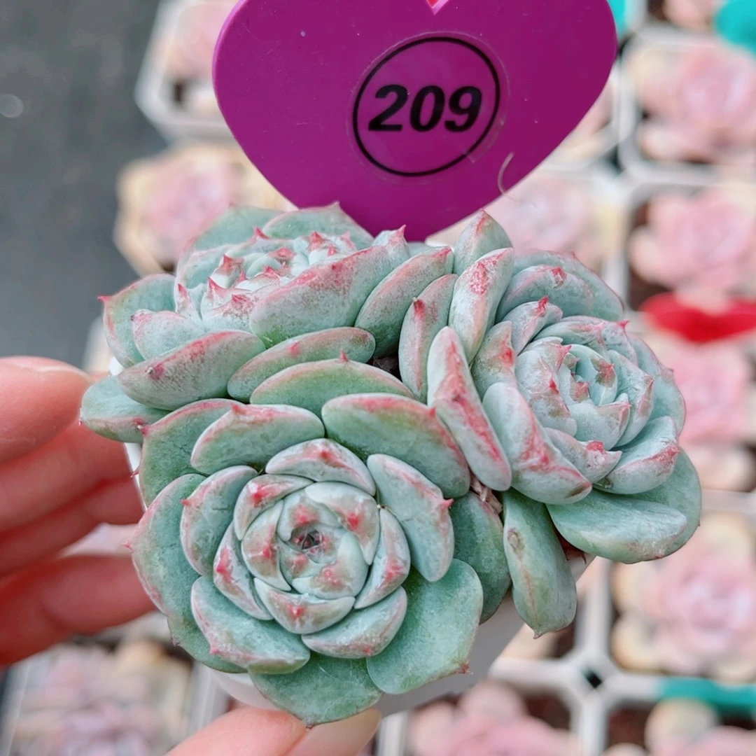 209号小老桩糖心群