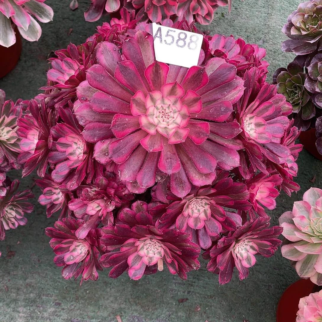 588.红铜白多肉植物