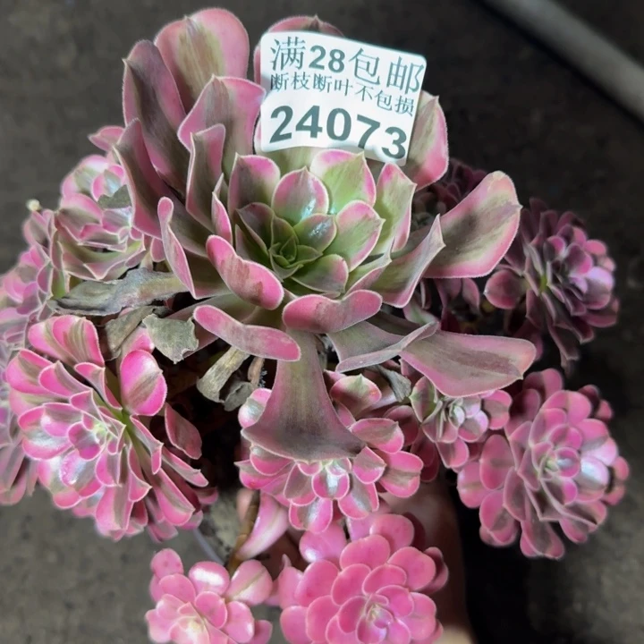 24073南美杜莎杆歪多肉