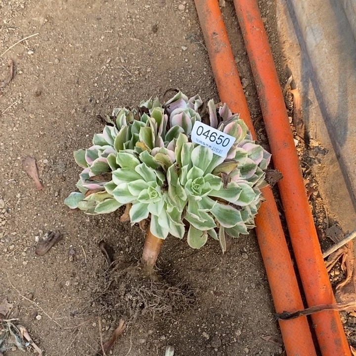 04650女妖多肉植物大时