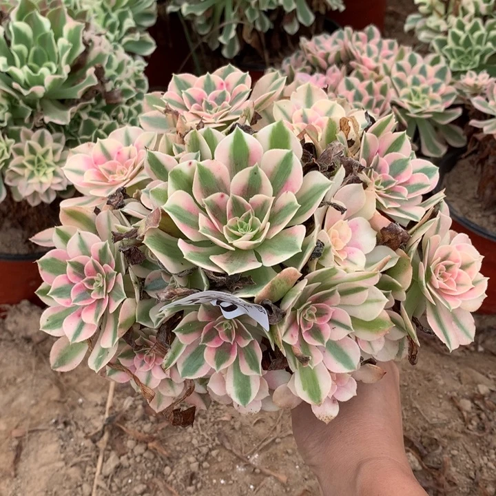 556粉女巫手捧4号