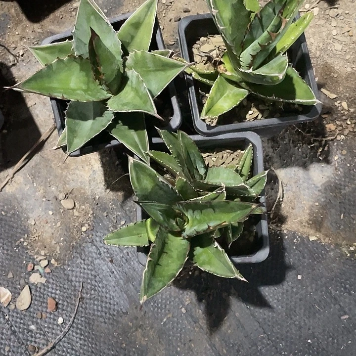 无花朵龙舌兰狮尾