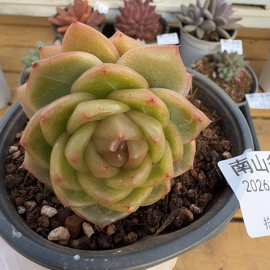 钻石珍妮1111104-62